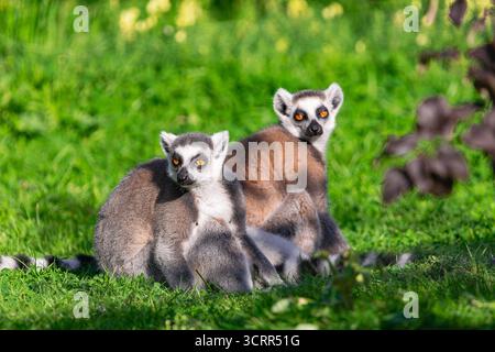 Zwei Ringschwanzlemuren (Lemur catta), die an einem sonnigen Tag auf dem grünen Gras sitzen Stockfoto
