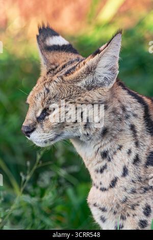 serval, (Leptailurus serval), Porträt des Seitenkopfes, Nahansicht, mit Vegetationshintergrund Stockfoto