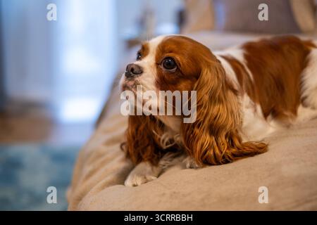Cavalier King Charles Spaniel liegt auf einem weichen Sofa und genießt das gemütliche Ambiente eines warmen Hauses, während die sanfte Beleuchtung die herbstliche Atmosphäre unterstreicht Stockfoto