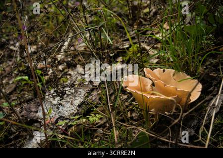 Wilde Pilze, die in Waldunterholz wachsen. Beige Kappe mit strukturierten Details, umgeben von Gras, Blättern und Moos, natürliche Herbstszene. Stockfoto
