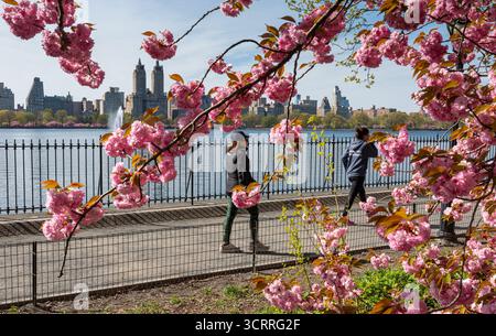 Blühende Kirschblüten im Central Park, Jackie Onassis Reservoir, New York City Stockfoto