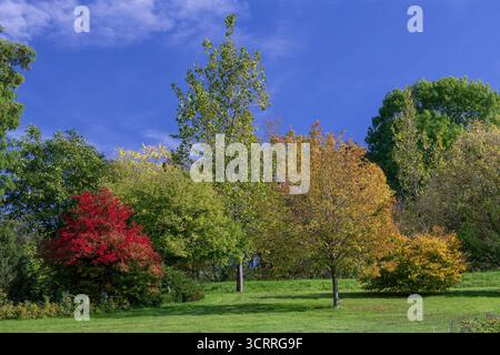 Villers-lès-Nancy, Frankreich - Blick auf Bäume, die in herbstlichen Farben gehalten werden, einschließlich eines Viburnum prunifolium im Botanischen Garten Jean-Marie Pelt. Stockfoto