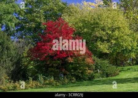 Villers-lès-Nancy, Frankreich - Blick auf Bäume, die in herbstlichen Farben gehalten werden, einschließlich eines Viburnum prunifolium im Botanischen Garten Jean-Marie Pelt. Stockfoto