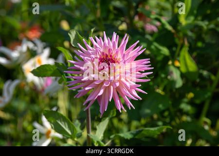 Villers-lès-Nancy, Frankreich - Blick auf die Blume einer Dahlie im Botanischen Garten Jean-Marie Pelt. Stockfoto