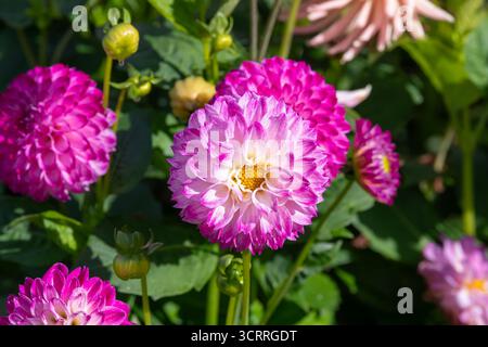 Villers-lès-Nancy, Frankreich - Blick auf die Blume einer Dahlie im Botanischen Garten Jean-Marie Pelt. Stockfoto