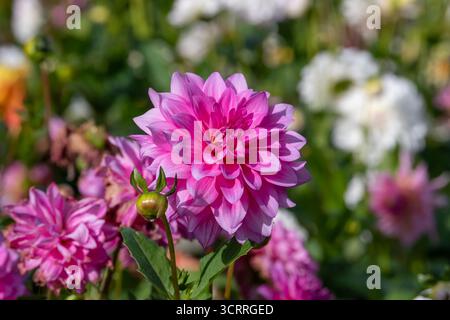 Villers-lès-Nancy, Frankreich - Blick auf die Blume einer Dahlie im Botanischen Garten Jean-Marie Pelt. Stockfoto