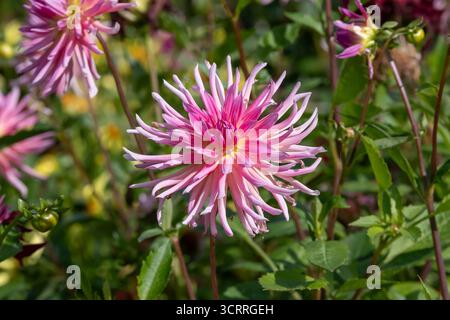 Villers-lès-Nancy, Frankreich - Blick auf die Blume einer Dahlie im Botanischen Garten Jean-Marie Pelt. Stockfoto
