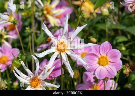 Villers-lès-Nancy, Frankreich - Blick auf die Blume einer Dahlie im Botanischen Garten Jean-Marie Pelt. Stockfoto