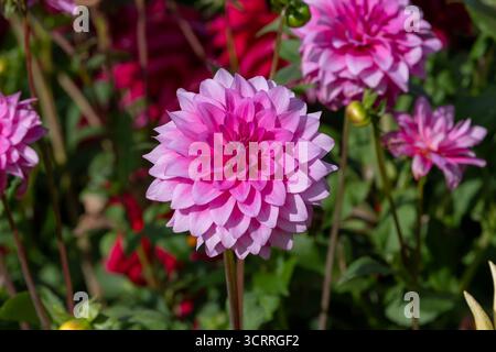 Villers-lès-Nancy, Frankreich - Blick auf die Blume einer Dahlie im Botanischen Garten Jean-Marie Pelt. Stockfoto