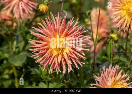 Villers-lès-Nancy, Frankreich - Blick auf die Blume einer Dahlie im Botanischen Garten Jean-Marie Pelt. Stockfoto