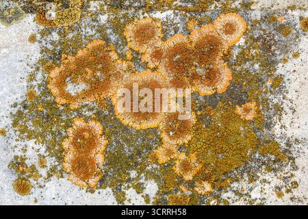 Nahaufnahme von orangefarbenen und grünen Flechten, die auf einer strukturierten Oberfläche wachsen. Stockfoto