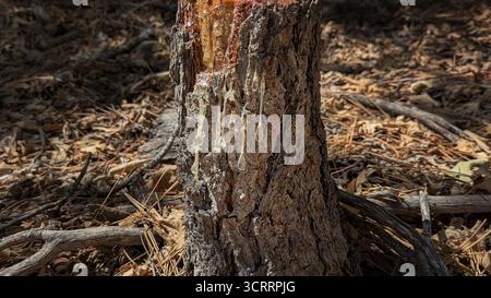 Goldener saft tropft aus Kiefernstumpf im San Bernardino National Forest, Kalifornien. Stockfoto