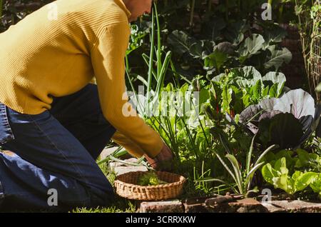 Gärtnerin erntet frische grüne Blätter aus ihrem eigenen Küchengarten. Stockfoto