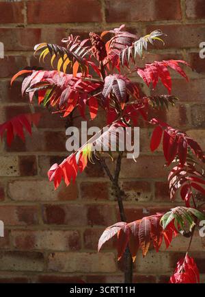 Staghorn Sumac, Rhus typhina, Anacardiaceae. UK. Rhus typhina, der Staghorn Sumac, ist eine blühende Pflanzenart aus der Familie der Anacardiaceae. Stockfoto