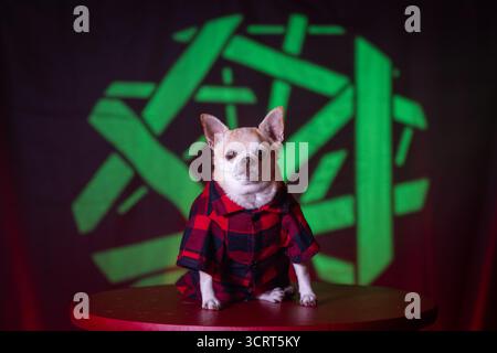Niedlicher, brauner chihuahua-Welpe mit rotem Flanell-Karohemd, drinnen sitzend. Rustikale und gemütliche Herbststimmung. Stockfoto