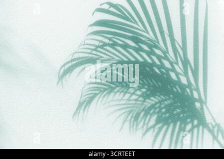 Palmenblatt Schatten weiß strukturierter Wandhintergrund, tropische Blätter Silhouette, Pflanzenzweig Dekoration, Blumenmuster, Laub, Kunst Sommer Natur Stockfoto