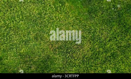 Luftaufnahme des grünen Grasfeldes Stockfoto