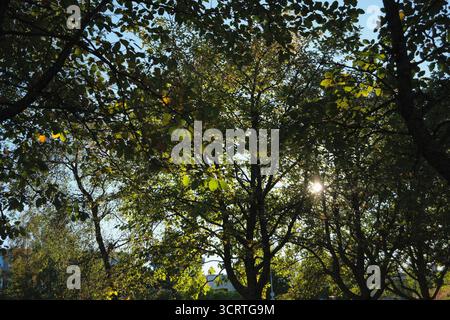 Herbstsonnenlicht, gesehen durch Äste mit grünen und gelben Blättern an einem hellen sonnigen Tag Stockfoto