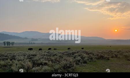 Eine Bisonherde grast auf offenem Grasland bei Sonnenuntergang unter einem leuchtend orangefarbenen Himmel, mit fernen Bergen am Horizont, Yellowstone-Nationalpark, USA Stockfoto