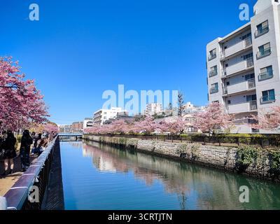 Tokio, Japan, 14. März 2024, Sakura Kirschblüte in voller Blüte auf beiden Seiten des Meguro Flusses, wobei Menschen entlang des Flusspfades laufen Stockfoto