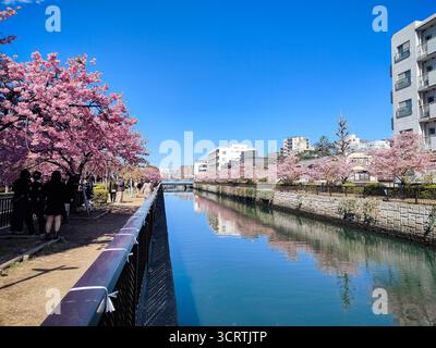 Tokio, Japan, 14. März 2024, Sakura Kirschblüte in voller Blüte auf beiden Seiten des Meguro Flusses, wobei Menschen entlang des Flusspfades laufen Stockfoto