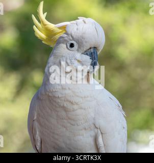 Sulphur Crested Cockatoo im Lane Cove National Park, NSW, Australien Stockfoto