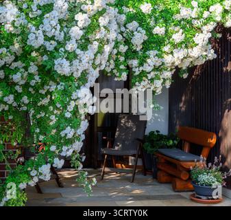 Weißer Blumenring-Rosenbusch an einer Haustüre Stockfoto