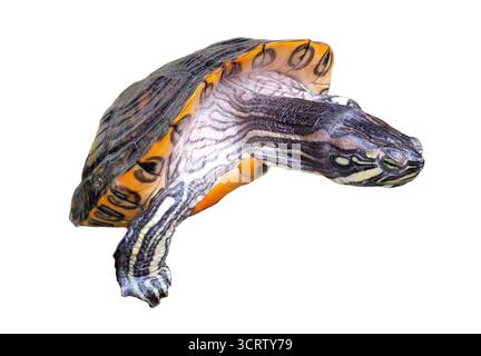 Schildkröte isoliert auf weißem Hintergrund Stockfoto