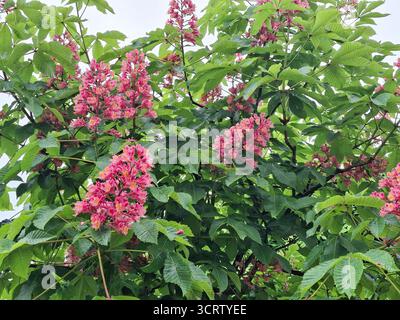 Blühender roter Rosskastanienbaum. Aesculus carnea Stockfoto