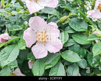 Hunderose (Rosa canina) Blume im Mai Stockfoto