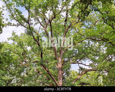 Baum mit vielen Ästen und grünen Blättern Stockfoto