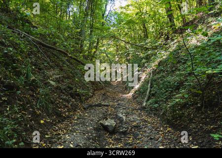 Eine unbefestigte Straße, die im Sommer durch eine wilde Rinne im Wald führt Stockfoto