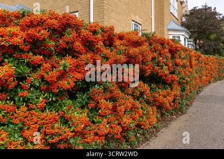 Niedrige Pyracantha-Hecke voller leuchtender Orangenbeeren im Herbst, die eine Vorstadtstraße säumt, Wootton, Northampton, Großbritannien Stockfoto