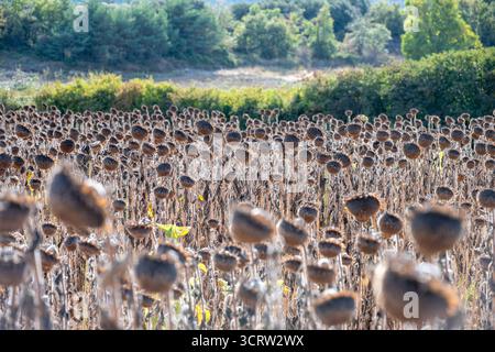 Burgos, Spanien, 24. September 2025: Unbeerntete Sonnenblumenfelder in Nordspanien. Sonnenblumen werden von Landwirten gepflanzt, um für den Gemeinsamen Agrarsektor der EU in Betracht zu kommen Stockfoto