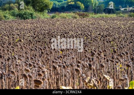 Burgos, Spanien, 24. September 2025: Unbeerntete Sonnenblumenfelder in Nordspanien. Sonnenblumen werden von Landwirten gepflanzt, um für den Gemeinsamen Agrarsektor der EU in Betracht zu kommen Stockfoto