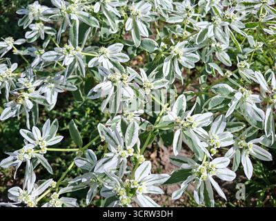 Schnee auf der Bergpflanze. Euphorbia marginata Stockfoto
