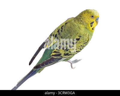 Wellensittich isoliert auf weiß (Melopsittacus undulatus) Stockfoto