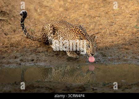 Ein seltener und mächtiger Sri-lankischer Leopard ((Panthera) (pardus) (kotiya)) hält am Ufer des Wassers an, um seinen Durst zu stillen. Stockfoto