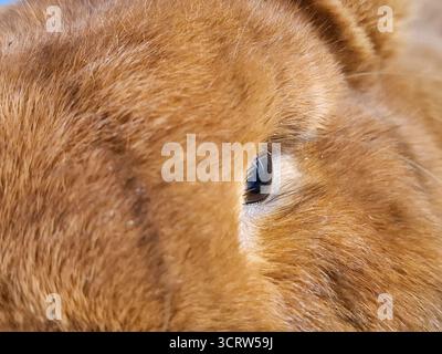 Das Auge eines roten neuseeländischen Kaninchens Stockfoto
