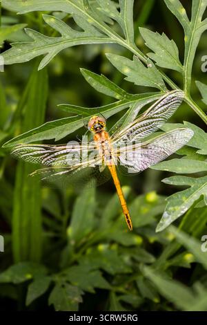 Gelbes Sympetrum Libelle, die auf Blatt ruht Stockfoto