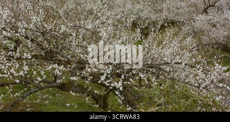 Weiße Blüten platzen über verworrene Äste in üppigen Frühlingshainen Stockfoto