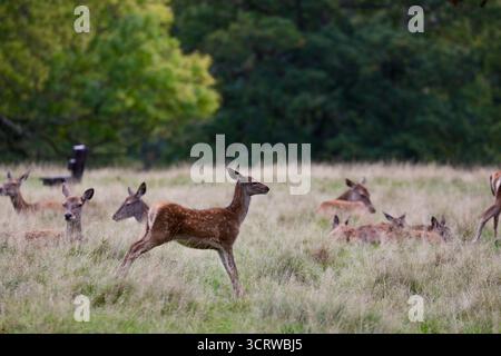 Rotwild (Cervus elaphus) Stockfoto