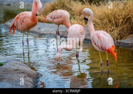 Eine Gruppe chilenischer Flamingos in Tucson, Arizona Stockfoto