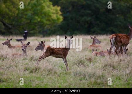 Rotwild (Cervus elaphus) Stockfoto