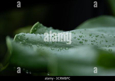 Schließen Sie Wassertropfen auf frischen grünen Monstera-Blättern Stockfoto