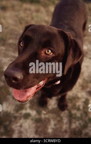 Brauner labrador auf einem Feld Stockfoto