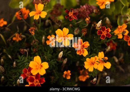 Garten voller Ringelblumen in Orange- und Gelbtönen, die im warmen jahreszeitlichen Licht leuchten. Hochwertige Fotos Stockfoto