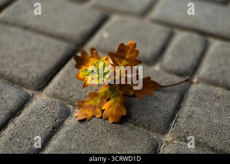 Einzelnes Eichenblatt, das auf einem Steinpflaster gefallen ist, symbolisiert den Übergang zum Herbst und die natürliche Schönheit im urbanen Raum Stockfoto