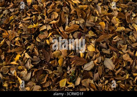 Haufen trockener HerbstleHaufen trockener, auf dem Boden liegender Herbstblätter, die den jahreszeitlichen Wandel und Naturzyklaves auf dem Boden darstellen Stockfoto