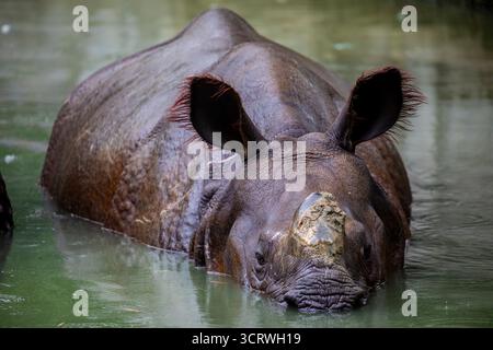 Indisches Nashorn (Rhinoceros unicornis) schwimmt im Teich. Es ist die zweitgrößte lebende Nashornart. Sie stammt aus dem Indo-Ganget Stockfoto